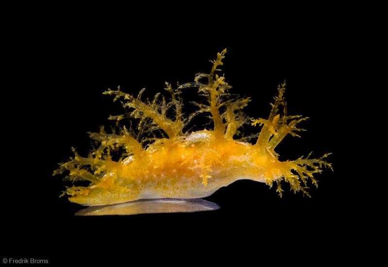 Dendronotus sp. by Fredrik Broms.jpg